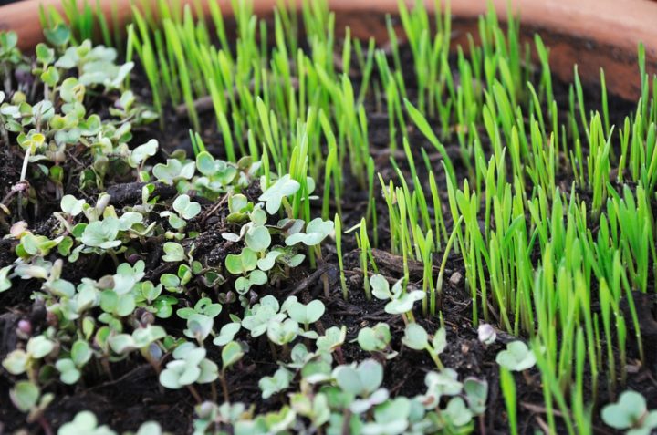 A Step by Step Guide to Growing Microgreens