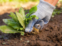 How to Maintain Your Garden Weeds Better