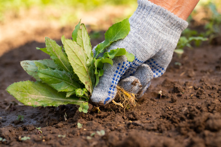 How to Maintain Your Garden Weeds Better