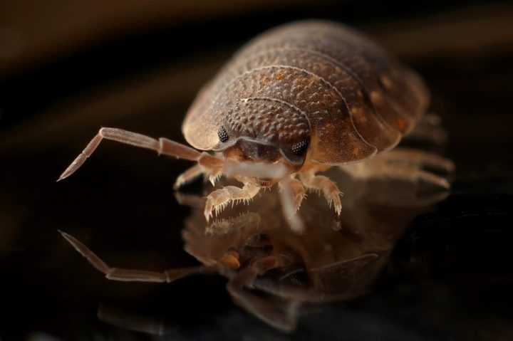 6 Natural Remedies For Bed Bugs