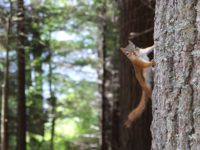 Not Everything Will Hibernate in Winter: How to Deal With Critters