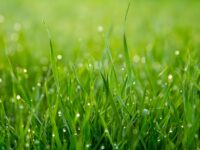 How to Make Sure Your Grass Stays Luscious All Year Round