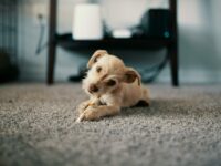 The Ultimate Guide to Carpet Deodorizing Methods for Long Island Homes